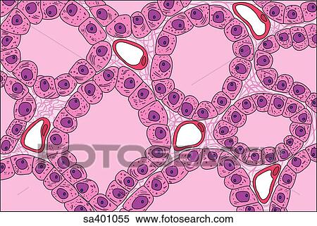 Stock Illustration - Illustration of the thyroid follicles at the cellular level.. Fotosearch