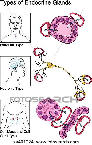 Illustration of three types of endocrine glands and their locations within the body. View Large Illustration Stock Illustration - Illustration of three types of endocrine glands and their locations within the body.. Fotosearch
