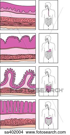 Illustration showing the cell layers of the walls of the alimentary canal at 4 different levels. View Large Illustration Stock Illustration - Illustration showing the cell layers of the walls of the alimentary canal at 4 different levels.. Fotosearch