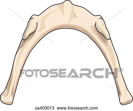 Drawing - Inferior view of hyoid bone.. Fotosearch