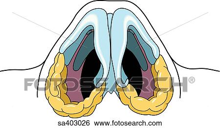 Inferior view of the greater alar cartilages of the nostrils. View Large Illustration Stock Illustration - Inferior view of the greater alar cartilages of the nostrils.. Fotosearch