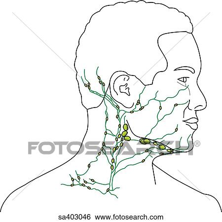 Lateral view of adult male head and neck featuring the lymphatic system of the neck. View Large Illustration Stock Illustration - Lateral view of adult male head and neck featuring the lymphatic system of the neck.. Fotosearch