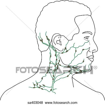Stock Illustration - Lateral view of adult male head and neck featuring the lymphatic system of the neck.. Fotosearch