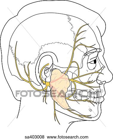 Stock Illustration - Lateral view of adult male head featuring facial nerve and underlying skeletal anatomy.. Fotosearch