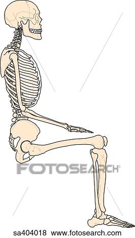 Lateral view of full skeleton sitting. Stock Illustration | sa404018