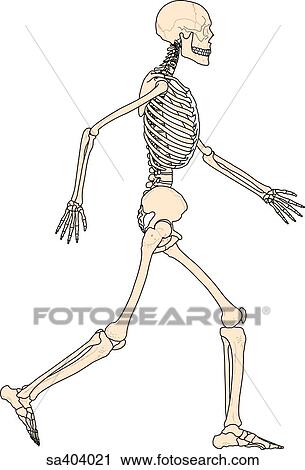 Lateral view of full skeleton walking. View Large Illustration Clip Art - Lateral view of full skeleton walking.. Fotosearch