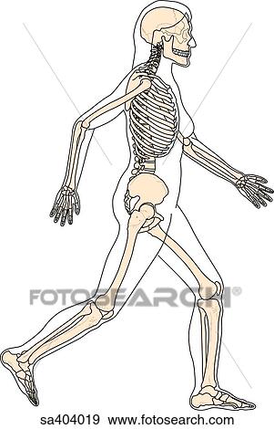 Stock Illustration - Lateral view of full skeleton with outline of body walking.. Fotosearch