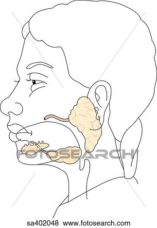 Lateral view of head of adult female showing locations of salivary glands in relation to tongue and external anatomy. View Large Illustration Stock Illustration - Lateral view of head of adult female showing locations of salivary glands in relation to tongue and external anatomy.. Fotosearch