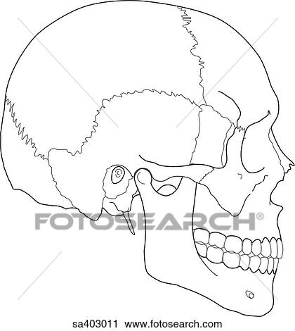 Clip Art - Lateral view of skull.. Fotosearch