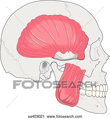 Clip Art - Lateral view of skull showing the muscles used in chewing; masseter muscle and temporal muscle.. Fotosearch