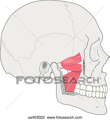 Drawing - Lateral view of skull showing the muscles used in chewing; medial and lateral pterygoid muscles.. Fotosearch