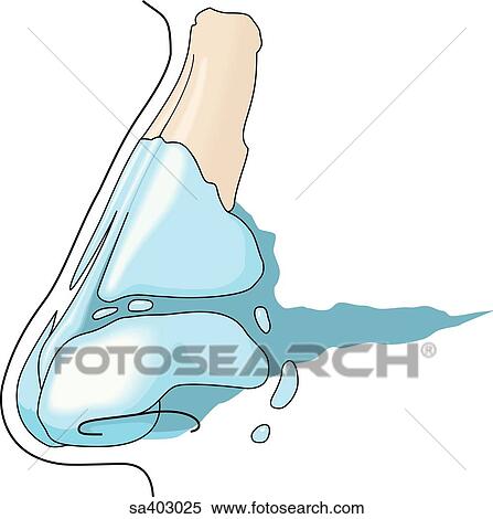 Lateral view of the cartilagenous plates of the nose. View Large Illustration Stock Illustration - Lateral view of the cartilagenous plates of the nose.. Fotosearch