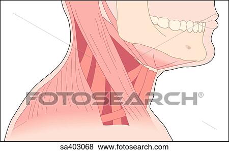 Lateral view of the muscles and bones of the neck which make up the posterior and anterior triangles. View Large Illustration Stock Illustration - Lateral view of the muscles and bones of the neck which make up the posterior and anterior triangles.. Fotosearch