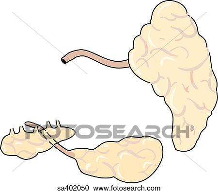 Clipart - Lateral view of the salivary glands, parotid gland, submandibular gland, and sublingual gland.. Fotosearch