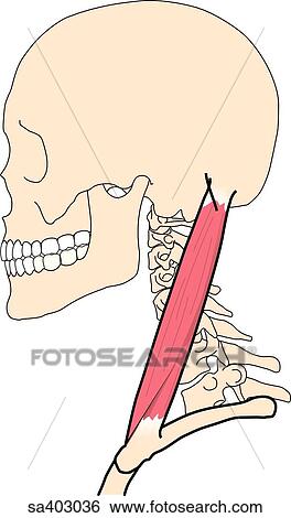 Stock Illustration - Lateral view of the skull and neck muscles held in stationary position.. Fotosearch