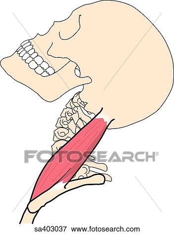 Stock Illustration - Lateral view of the skull and neck muscles bent to the back.. Fotosearch
