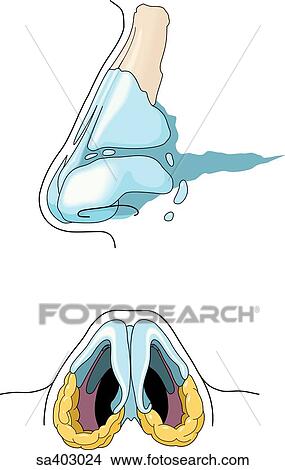 Lateral view (top) of the cartilagenous plates of the nose. Inferior view (bottom) of the greater alar cartilages of the nostrils. View Large Illustration Stock Illustration - Lateral view (top) of the cartilagenous plates of the nose. Inferior view (bottom) of the greater alar cartilages of the nostrils.. Fotosearch
