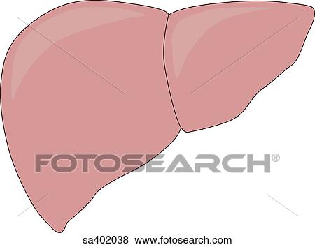Stock Illustration - Liver.. Fotosearch