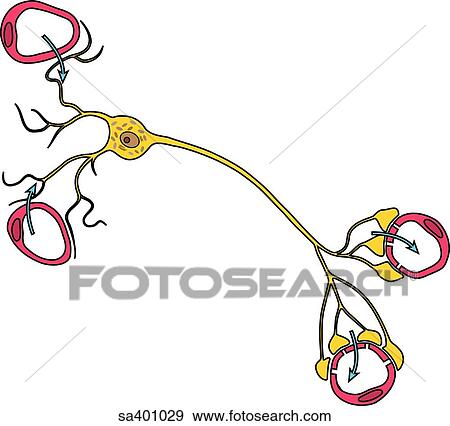 Neuronic glands are found in the pituitary. View Large Illustration Stock Illustration - Neuronic glands are found in the pituitary.. Fotosearch