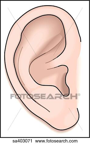 Normal tympanic membrane as viewed through an otoscope. View Large Illustration Clip Art - Normal tympanic membrane as viewed through an otoscope.. Fotosearch