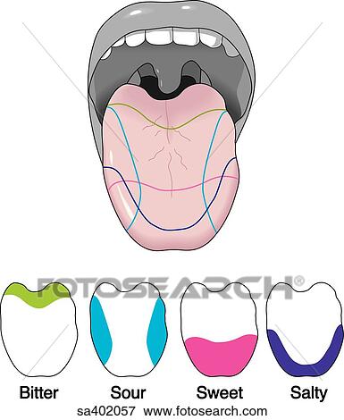 Open mouth with tongue extended indicating areas that distinguish taste (above). Four outlines of tongue with the areas for bitter, sour, sweet, and salty indicated (below). View Large Illustration Stock Illustration - Open mouth with tongue extended indicating areas that distinguish taste (above). Four outlines of tongue with the areas for bitter, sour, sweet, and salty indicated (below).. Fotosearch