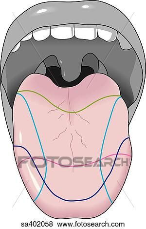 Stock Illustration - Open mouth with tongue extended indicating areas that distinguish taste.. Fotosearch