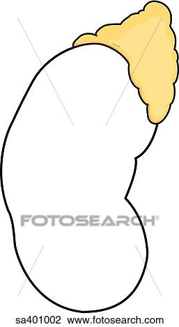 Orientation drawing indicating the adrenal gland's location upon the upper end of the kidney. View Large Illustration Drawing - Orientation drawing indicating the adrenal gland's location upon the upper end of the kidney.. Fotosearch