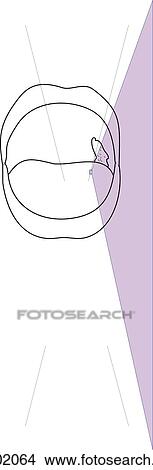 Stock Illustration - Orientation drawing of mouth showing location of taste bud.. Fotosearch