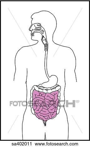 Orientation drawing of the alimentary canal at the small intestinal level. View Large Illustration Clip Art - Orientation drawing of the alimentary canal at the small intestinal level.. Fotosearch