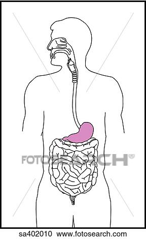 Orientation drawing of the alimentary canal at the level of the stomach. View Large Illustration Clipart - Orientation drawing of the alimentary canal at the level of the stomach.. Fotosearch