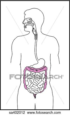 Orientation drawing of the alimentary canal at the large intestinal level. View Large Illustration Drawing - Orientation drawing of the alimentary canal at the large intestinal level.. Fotosearch