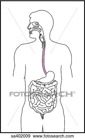 Orientation drawing of the alimentary canal at the esophageal level. View Large Illustration Stock Illustration - Orientation drawing of the alimentary canal at the esophageal level.. Fotosearch