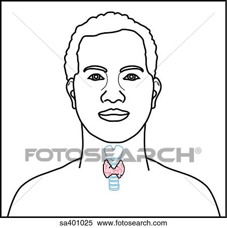 Orientation drawing of the location of the the thryoid. View Large Illustration Stock Illustration - Orientation drawing of the location of the the thryoid.. Fotosearch