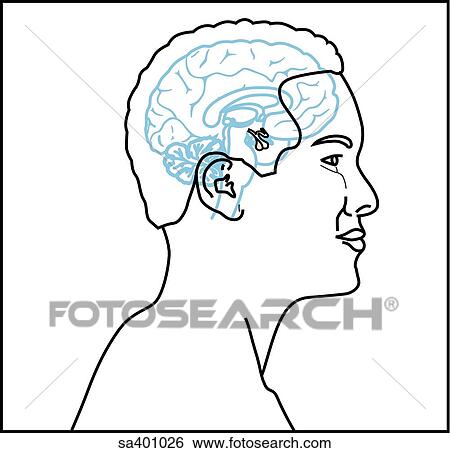 Orientation drawing of the location of the pituitary. View Large Illustration Stock Illustration - Orientation drawing of the location of the pituitary.. Fotosearch