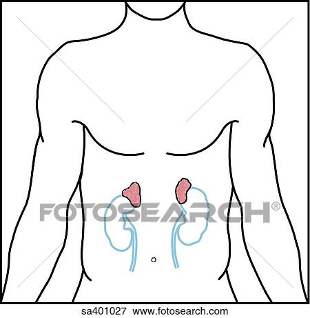 Orientation drawing of the location of the adrenal glands. View Large Illustration Stock Illustration - Orientation drawing of the location of the adrenal glands.. Fotosearch