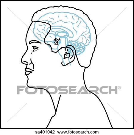 Orientation drawing showing location of the pituitary. View Large Illustration Drawing - Orientation drawing showing location of the pituitary.. Fotosearch
