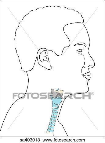 Stock Illustration - Orientation drawing showing location of larynx.. Fotosearch