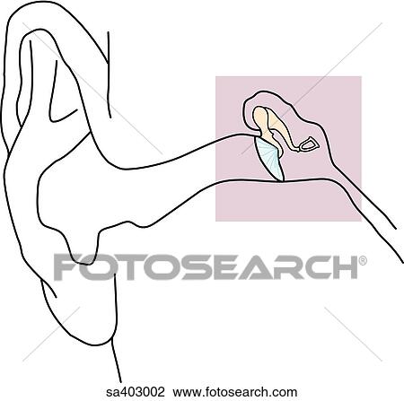 Orientation drawing showing position of ossicles in head. View Large Illustration Drawing - Orientation drawing showing position of ossicles in head.. Fotosearch