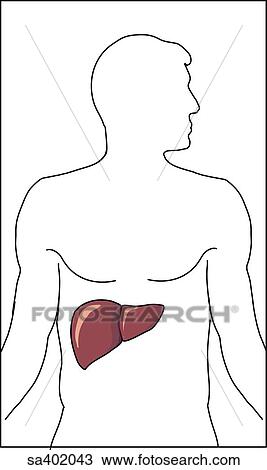 Orientation drawing shows location of liver. View Large Illustration Drawing - Orientation drawing shows location of liver.. Fotosearch
