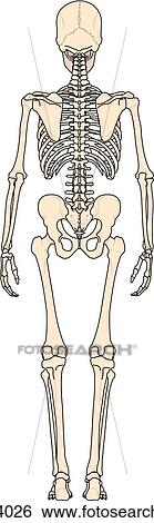 Posterior view of full skeleton. View Large Illustration Stock Illustration - Posterior view of full skeleton.. Fotosearch