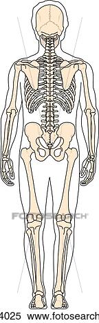 Posterior view of full skeleton with outline of body. View Large Illustration Stock Illustration - Posterior view of full skeleton with outline of body.. Fotosearch
