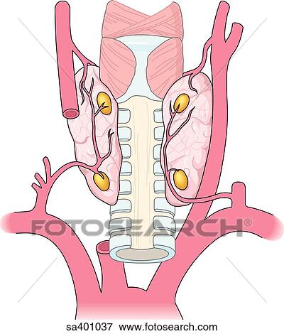 Posterior view of trachea with two small paired parathyroid glands embedded in the connective tissue of the thyroid gland. Blood supply to area also shown. View Large Illustration Stock Illustration - Posterior view of trachea with two small paired parathyroid glands embedded in the connective tissue of the thyroid gland. Blood supply to area also shown.. Fotosearch
