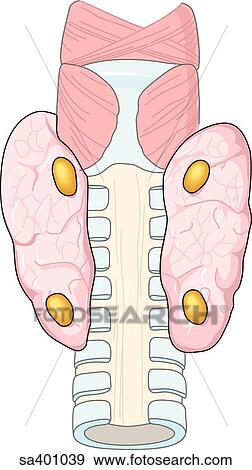 Posterior view of trachea with two small paired parathyroid glands embedded in the connective tissue of the thyroid gland. View Large Illustration Stock Illustration - Posterior view of trachea with two small paired parathyroid glands embedded in the connective tissue of the thyroid gland.. Fotosearch