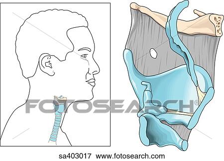 Sagittal section of laryngeal cartilages. Orientation drawing (left) shows location of larynx. View Large Illustration Stock Illustration - Sagittal section of laryngeal cartilages. Orientation drawing (left) shows location of larynx.. Fotosearch