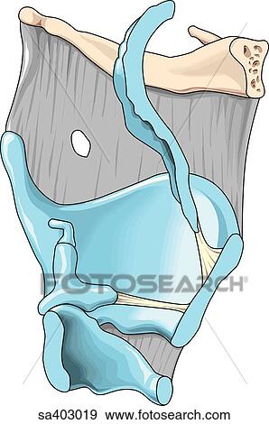 Sagittal section of laryngeal cartilages. View Large Illustration Stock Illustration - Sagittal section of laryngeal cartilages.. Fotosearch