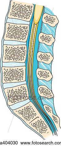 Sagittal section of lower spinal column. View Large Illustration Clipart - Sagittal section of lower spinal column.. Fotosearch