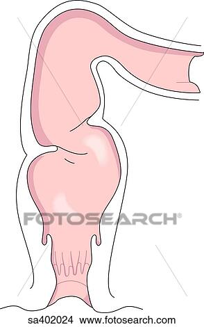 Sagittal view of the colon and rectum. View Large Illustration Stock Illustration - Sagittal view of the colon and rectum.. Fotosearch