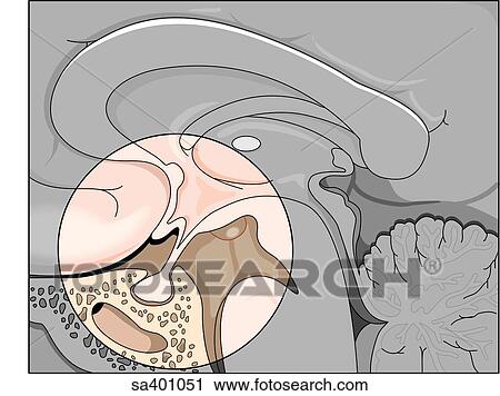 Sagittal view of the hypothalamus region of the brain showing the pituitary gland suspended from the base. View Large Illustration Clip Art - Sagittal view of the hypothalamus region of the brain showing the pituitary gland suspended from the base.. Fotosearch