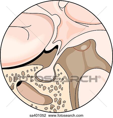 Sagittal view of the hypothalamus region of the brain showing the pituitary gland suspended from the base. View Large Illustration Drawing - Sagittal view of the hypothalamus region of the brain showing the pituitary gland suspended from the base.. Fotosearch