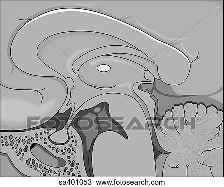 Sagittal view of the hypothalamus region of the brain. View Large Illustration Drawing - Sagittal view of the hypothalamus region of the brain.. Fotosearch